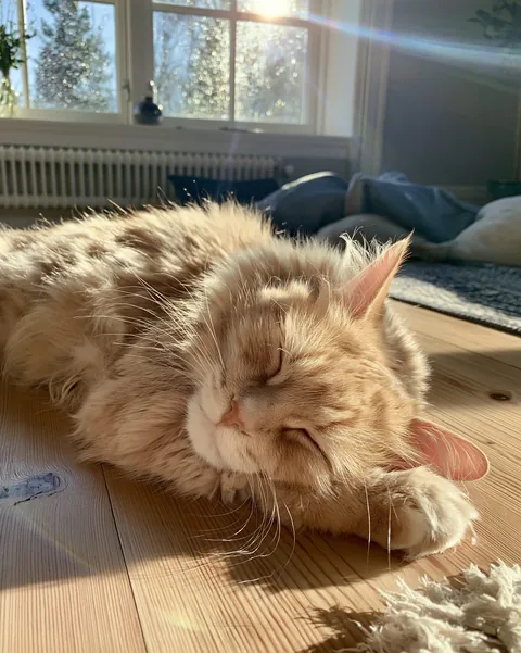 A cat in a sunlit window on a rainy day in Bergen